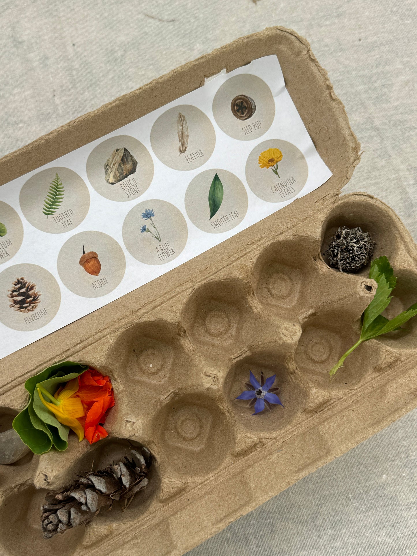 Egg Carton Nature Scavenger Hunt Printout - SoCal Garden